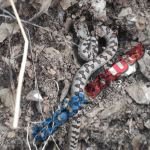 BOLU’DA İLK DEFA RASTLANDI