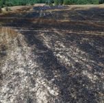 BUĞDAY EKİLİ TARLA KÜL OLDU