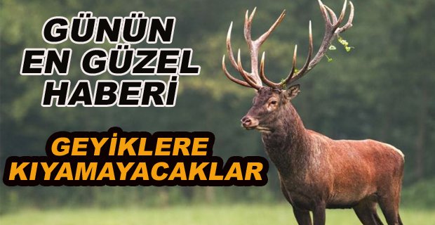 GEYİKLERE KIYAMAYACAKLAR