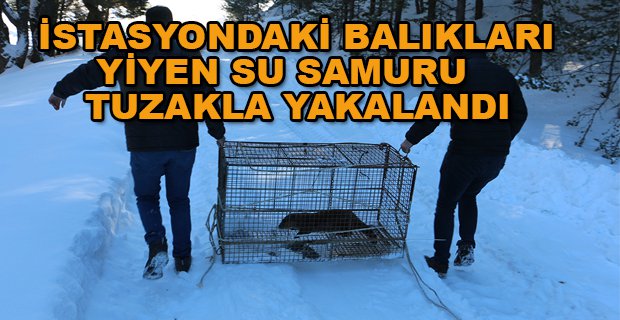 İSTASYONDAKİ BALIKLARI YİYEN SU SAMURU TUZAKLA YAKALANDI