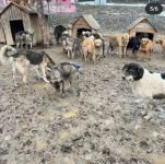 GEREDE'DE KORKUNÇ GÖRÜNTÜLER