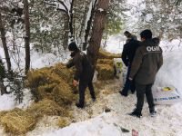 KARLA KAPLU ORMANLARA YEM BIRAKILDI