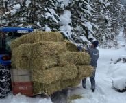 KARLA KAPLU ORMANLARA YEM BIRAKILDI