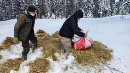 KARLA KAPLU ORMANLARA YEM BIRAKILDI