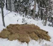 KARLA KAPLU ORMANLARA YEM BIRAKILDI