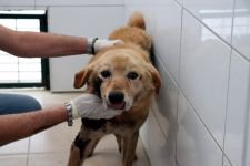 KORKUNÇ VAHŞETE PARA CEZASI