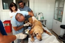 KORKUNÇ VAHŞETE PARA CEZASI