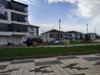 SOKAK KÖPEKLERİ TEHLİKE SAÇIYOR