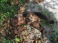 YAVRU AYIYA ARAÇ ÇARPTI