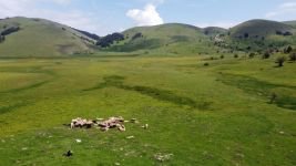 40 YILDIR ÇOBANLIK YAPIYOR...