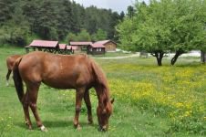 ABANT'A BAHAR GELDİ...