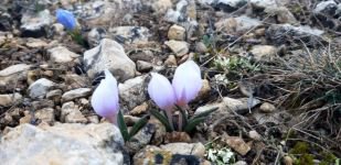 ABANT’TA ÇİĞDEMLER ÇİÇEK AÇTI