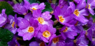 ABANT’TA ÇİĞDEMLER ÇİÇEK AÇTI