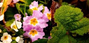 ABANT’TA ÇİĞDEMLER ÇİÇEK AÇTI