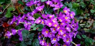 ABANT’TA ÇİĞDEMLER ÇİÇEK AÇTI