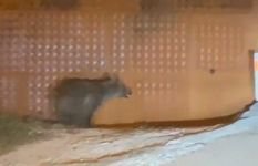 BOLU'DA AÇ KALAN AYI KÖYE İNDİ...