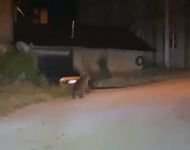 BOLU'DA AÇ KALAN AYI KÖYE İNDİ...