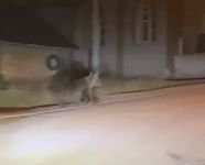 BOLU'DA AÇ KALAN AYI KÖYE İNDİ...