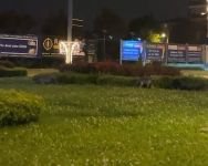 BOLU'DA AÇ KALAN TİLKİLER SOKAĞA İNDİ...