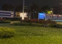 BOLU'DA AÇ KALAN TİLKİLER SOKAĞA İNDİ...