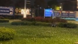 BOLU'DA AÇ KALAN TİLKİLER SOKAĞA İNDİ...