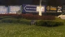 BOLU'DA AÇ KALAN TİLKİLER SOKAĞA İNDİ...