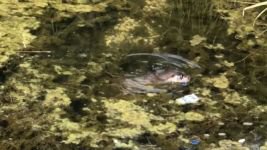 BOLU'DA NESLİ TÜKENMEKTE OLAN SU SAMURU KAMERALARA YAKALANDI