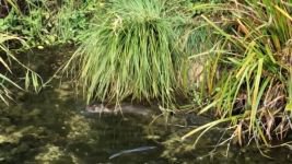 BOLU'DA NESLİ TÜKENMEKTE OLAN SU SAMURU KAMERALARA YAKALANDI