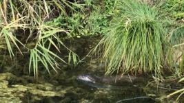 BOLU'DA NESLİ TÜKENMEKTE OLAN SU SAMURU KAMERALARA YAKALANDI