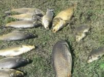 BOLU'DA O YAYLADA ÖLÜ BALIKLAR KIYIYA VURDU... İŞTE ÖLÜMLERİN NEDENİ...