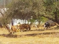 BOLU'DA SAMANLIK ALEV ALEV YANDI...