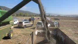 BOLU'NUN YENİ GÖZDESİ " YAĞ  AYÇİÇEĞİ"