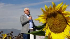 BOLU'NUN YENİ GÖZDESİ " YAĞ  AYÇİÇEĞİ"