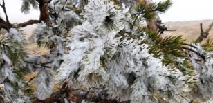 ÇAM AĞAÇLARININ YAPRAKLARI BUZ TUTTU...