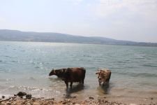 GÖLKÖY İNEKLERİN PLAJI OLDU...