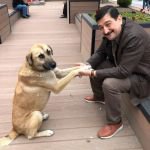 HAYVAN DOSTU EMNİYET MÜDÜRÜ...