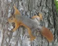 SİNCAPLAR İŞLETMENİN MASKOTU OLDU