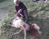 SÜRÜNÜN İÇİNE DALDILAR... 4 KOYUN TELEF OLDU...