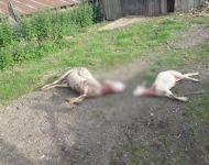 SÜRÜNÜN İÇİNE DALDILAR... 4 KOYUN TELEF OLDU...