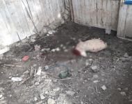 SÜRÜNÜN İÇİNE DALDILAR... 4 KOYUN TELEF OLDU...