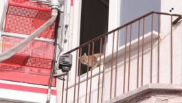 YARAMAZ KEDİ SALAMA TAV OLDU....