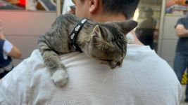 YARAMAZ KEDİNİN İMDADINA İTFAİYECİLER YETİŞTİ