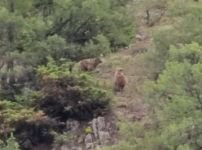 YAVRU AYILAR BÖYLE GÖRÜNTÜLENDİ...