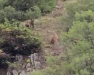 YAVRU AYILAR BÖYLE GÖRÜNTÜLENDİ...