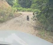 ANNE AYI VE 2 YAVRUSUNUN SEVİMLİ HALLERİ KAMERAYA YANSIDI