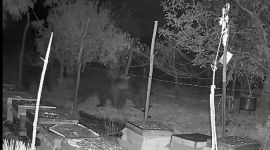 ARI KOVANLARINA DADANAN AYILAR ELEKTRİKLİ TELLERDEN GEÇEMEDİ: O ANLAR KAMERADA