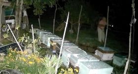 ARI KOVANLARINA DADANAN AYILAR ELEKTRİKLİ TELLERDEN GEÇEMEDİ: O ANLAR KAMERADA