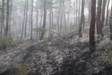 BİR SİGARA İZMARİTİYLE KÜLE DÖNMÜŞTÜ...YENİDEN CANLANDI