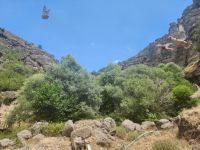 BOLU’DA BİN 200 KEKLİK DOĞAYA SALINDI