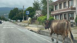 BOLU'DA YOLUN ORTASINDA ONU GÖREN SÜRÜCÜLER HAYRETE DÜŞTÜ...